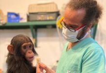 Flores en el Congo, el veterinario podcaster Flores en el Congo, el veterinario podcaster